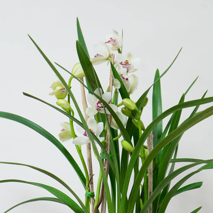 orquidea-maria-belen-w